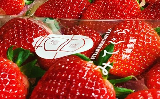 【1月中旬～4月上旬発送】いばらキッス・やよいひめ 2品種食べ比べ いちご 朝摘み 完熟 大粒 ギフト化粧箱 (15粒or12粒)×2箱 茨城県常総市産 | 苺 イチゴ ※2026年1月中旬～4月上旬頃に順次発送予定