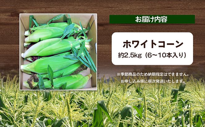 ホワイトコーン 約2.5kg 野菜 とうもろこし 野菜セット 