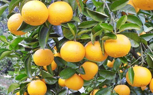 【先行予約】【産直】和歌山由良町産の木成り熟成八朔訳ありご家庭用約10kg（サイズ混合）※2027年3月中旬～2027年4月中旬頃に発送（お届け日指定不可）【tec916C】