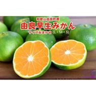 和歌山由良町産 由良早生みかん 約5kg サイズおまかせ(Ｌ・М・Ｓ)いずれかお届け ※2026年10月～発送