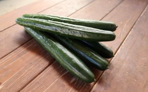 四万十市産 きゅうり 5kg 朝採れ 新鮮 野菜 やさい 高知県産 国産 胡瓜 キュウリ みずみずしい 産地直送 お取り寄せ 旬 ハウス栽培 農家直送 高知県 高知 四万十市 四万十 しまんと【発送時期：11月中旬～4月下旬】26-0031