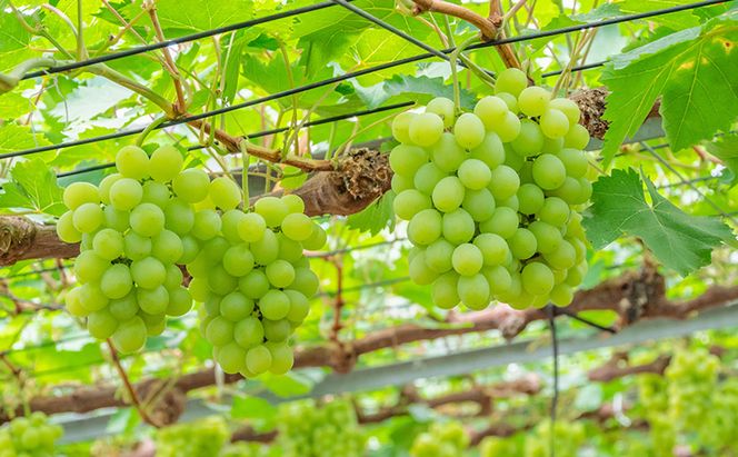 ぶどう 2026年 先行予約 マスカット・オブ・アレキサンドリア 1房 450g以上 ブドウ 葡萄 岡山県 赤磐市産 フルーツ 果物 ギフト 果物類 種あり品種