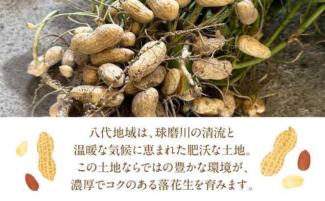 【先行予約】 熊本県 八代産 生落花生 [おおまさり] 1.5kg 落花生 ラッカセイ らっかせい おおまさり 生 なま 茹で おつまみ おやつ ピーナッツ 豆 旬 野菜 【2026年9月上旬より順次発送】