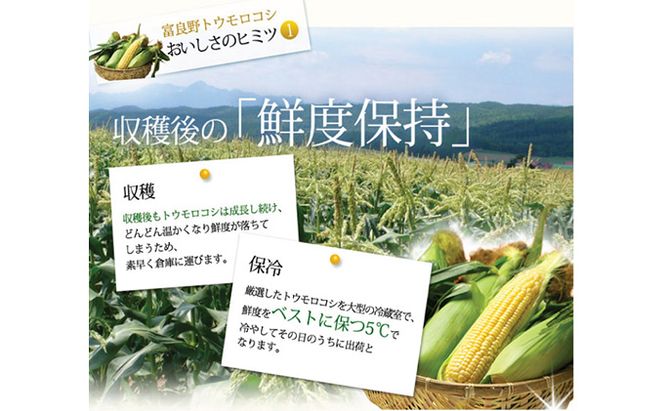 【2026年夏発送】とうもろこし 2種類セット 10本入 生で食べれる ピュアホワイト＆恵味