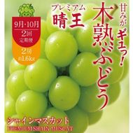 先行予約 9月・10月発送 2回定期便 木熟ぶどう ハレノシャイン シャインマスカット晴王 プレミアム シャインマスカット 晴王 2房 1.6kg以上 岡山県産 赤秀品以上 ぶどう おすすめ ハレノフルーツ
