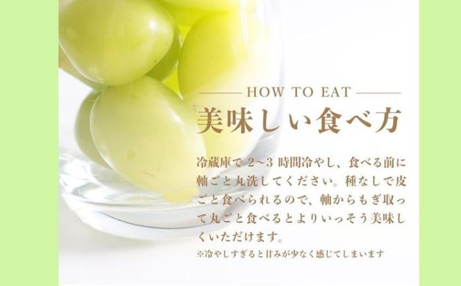 【2025年　先行予約】山梨県産　シャインマスカット1房（500g以上） GA004
