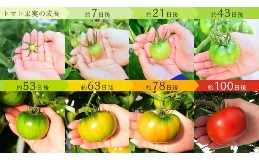 フルーツトマト 大箱 約2.6kg × 2箱 【大玉 20～35玉/1箱】 2026年産 糖度7度 以上 野菜 フルーツ トマト とまと [AF073ci]