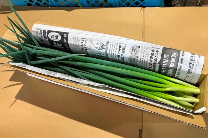 生産農家直送 京野菜・九条ねぎ700g〈ねぎ ネギ 葱 九条ねぎ 京野菜 京都 新鮮 甘い 農家直送 野菜〉 京都府産 薬味 料理 食材 