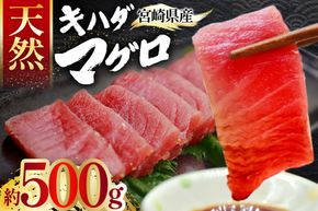 【期間限定発送】 マグロ 刺身 宮崎県産 天然 キハダマグロ 約500g [ミツイ水産 宮崎県 日向市 452061258] まぐろ 鮪 ブロック