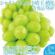 2026年 先行先行予約【2回定期便】シャインマスカット晴王2房 約1.3kg 岡山県産 種無し 皮ごと食べる みずみずしい 甘い フレッシュ 瀬戸内 晴れの国 おかやま 果物大国 ハレノフルーツ9月10月お届け
