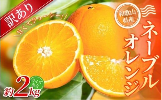 【訳あり】手選別 ネーブルオレンジ 約2kg 和歌山県産 2S~2Lサイズ混合※2026年1月上旬～2月中旬頃に順次発送【mrmt018】