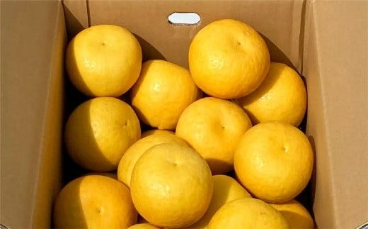 【先行予約】【家庭用】河内晩柑 7kg ※離島への配送不可 （2026年4月10日より順次発送） IKTA030