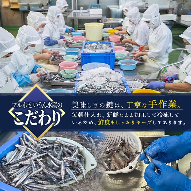 鹿児島県産！あくねキビナゴづくしAセット(3種)生きびなご、一夜干し、刺身をセットに冷凍でお届け！魚介類 海鮮 海の幸 きびなご キビナゴ 刺し身 さしみ 一夜干し【マルホせいうん水産】akn046-01