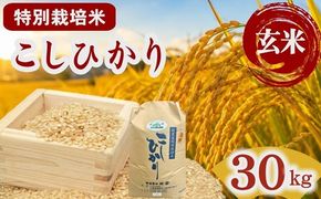 コシヒカリ（特別栽培米）玄米 30㎏【002115C】