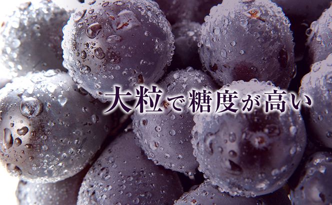 ニュー ピオーネ 約4kg ぶどう 葡萄 フルーツ 岡山 高梁市産 2026年 先行予約 果物類 果物 