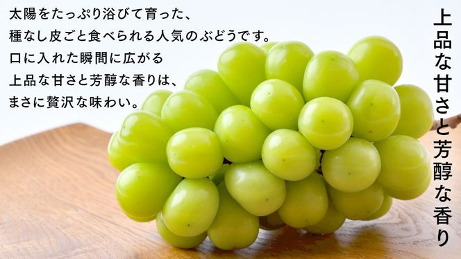 ＼ 選べる内容量 ／ シャインマスカット 1.3kg（約2房）2kg（約4房）5kg（約8～12房）【2026年9月より発送開始】（茨城県共通返礼品 [ぶどう]：結城市産）