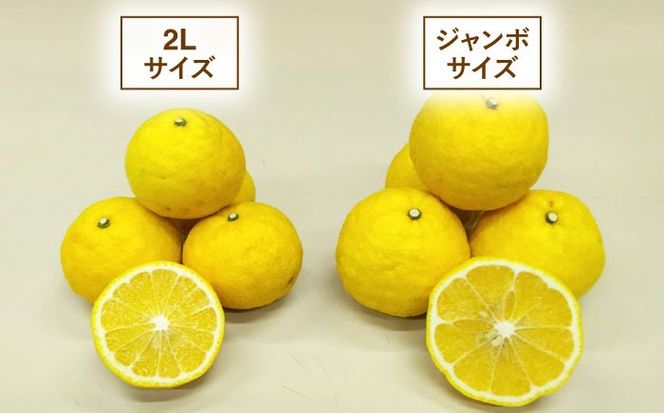 爽やかに甘い！ 糸島産 「はるか」 ジャンボサイズ 約5kg（3L-4Lサイズミックス）糸島市 / 二丈赤米産直センター[ABB031]