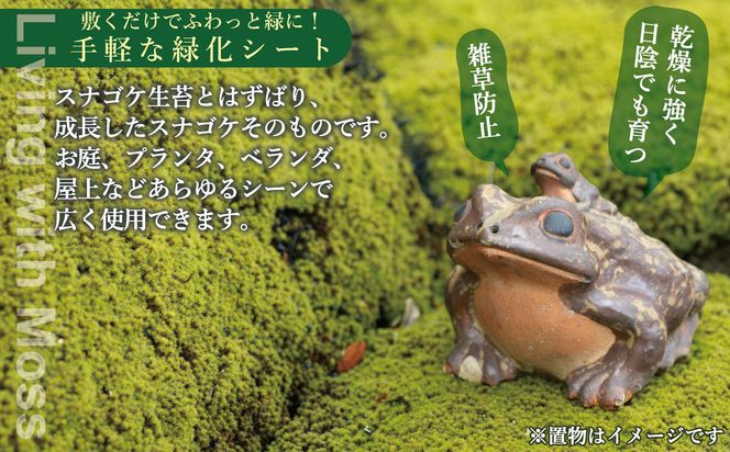 スナゴケ生苔6シート1セット【北海道・沖縄・離島　配送不可】