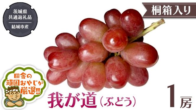 【 桐箱入り 】我が道 （ ぶどう ） 1房 【2026年9月から発送開始】（茨城県共通返礼品 [ぶどう]：結城市産） ぶどう 我が道 果物 フルーツ 季節 旬 [BI394-NT]
