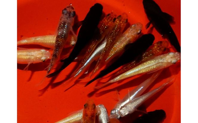 讃岐のめだかの特選めだか レインボーミックスめだか10ペア 372013_EX021