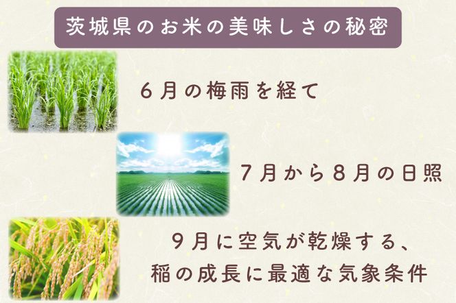 AL008　無洗米！茨城県産コシヒカリ１０ｋｇ！令和5年産米！