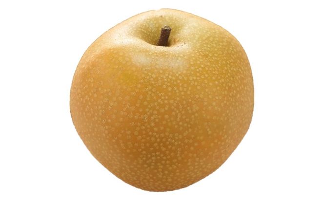 梨 2026年先行予約 岡山県産 あたご梨 約900g 1玉 お届け11月下旬～12月中旬