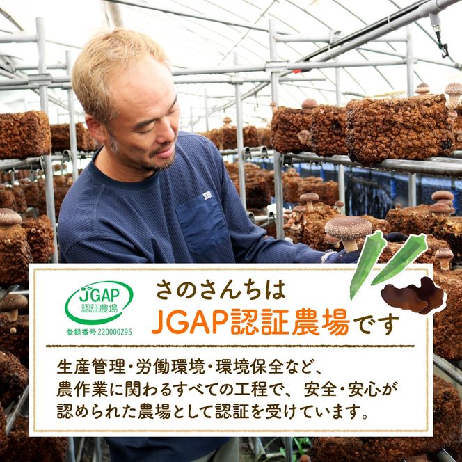 生キクラゲ500g オクラ500g セット 計1kg きのこ キノコ キクラゲ きくらげ おくら 野菜 生きくらげ やさい さのさんち JGAP認証農場 国産 調理 中華 スープ 肉巻き 天ぷら 夏 静岡県 藤枝市