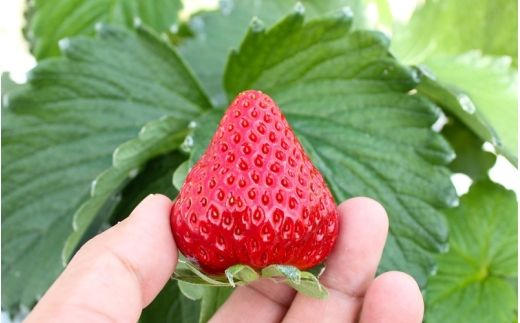 【完熟クラフト苺BERRY】【完熟クラフト苺BERRY】有名シェフ御用達【樹上完熟樹 紅白いちごセット】約500g（出荷2026年12月上旬～2027年5月下旬）【yuji0010】