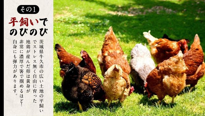 【12ヵ月 連続 定期便】王様の卵 ヨード入 20個 (15個+割れ保障5個 ) 計240個 平飼い 地鶏 有精卵 濃厚 卵 こだわり卵 たまご  頒布会 定期 [AU007us]