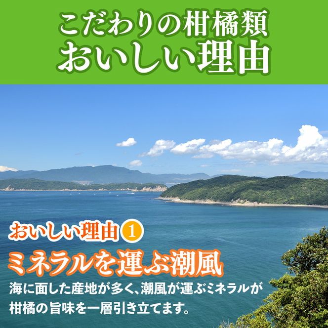 ＜1月より発送＞家庭用 柑橘詰合せ5kg+250g（傷み補償分）◇【訳あり・わけあり】【有田の春みかん詰め合わせ・フルーツ詰め合せ・オレンジつめあわせ】【光センサー選別】