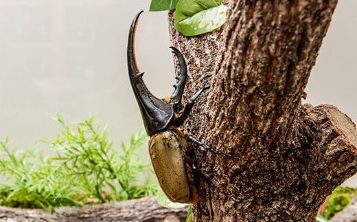 【1セット限定！】完璧育成！上峰町産「ヘラクレスオオカブト」 N-95