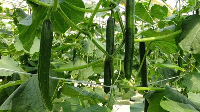 【煙樹の松野菜ブランド】
松とまと（アイコ）松きゅうりセット 2025年11月中旬～2026年6月上旬頃に順次発送予定