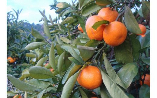 ＼光センサー選別／農家直送 こだわりの完熟有田みかん 約10kg＋150g(傷み補償分) 【ご家庭用】【10月･11月･12月･1月から選択可能】（日付指定不可） 有機質肥料100% 有田みかん みかん ミカン 蜜柑 柑橘 果物 フルーツ 甘い 温州みかん 先行予約【nuk101E_cho】