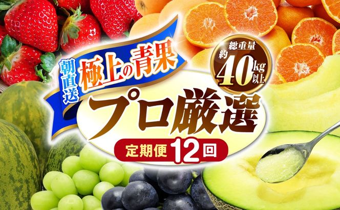 【12回コース】果物屋が選ぶ旬のフルーツ定期便 いちご メロン びわ みかん 梨 柿 など / 南島原市 / 贅沢宝庫 [SDZ023]