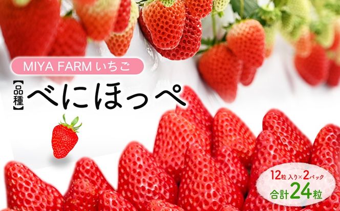 【先行予約】MIYA FARM いちご（品種：べにほっぺ）12粒入り×2パック 合計 24粒 ※北海道・沖縄・離島への配送不可 ※2027年1月中旬～5月下旬頃に順次発送予定
