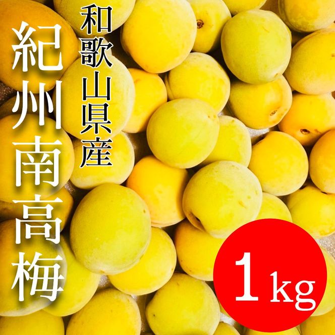 黄色～完熟梅 南高梅 1kg DJ066