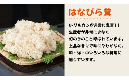 花びらたけ 粉末 3袋 セット（各 50g ） （茨城県共通返礼品：城里町） 花びら茸の粉末 ハナビラタケ 野菜 乾燥 花びらたけ きのこ パウダー 手軽 時短 [DY008us]