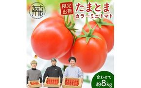 【限定出荷】"たまとま"＋カラーミニトマト(約8kg)《 野菜 トマト ミニトマト カラートマト 期間限定 送料無料 おすすめ 美味しい セット とまと ふるさと納税 》【2403C12102】