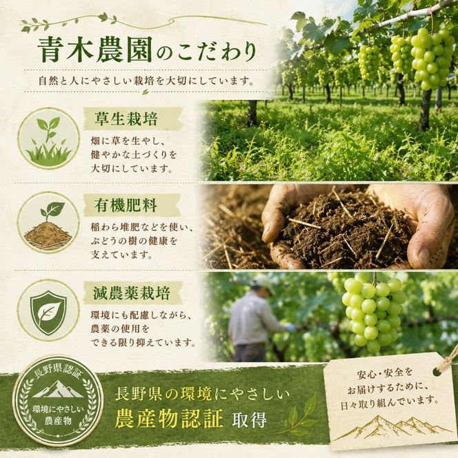 【2026年9月～発送】シャインマスカット約1kg 2～3房 長野県産