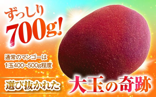 【先行予約】【優秀賞受賞】沖縄県産 完熟マンゴー 大玉 1個入り マンゴー 沖縄 果物 フルーツ ギフト 沖縄市 / MAIFARM[BCAN005]