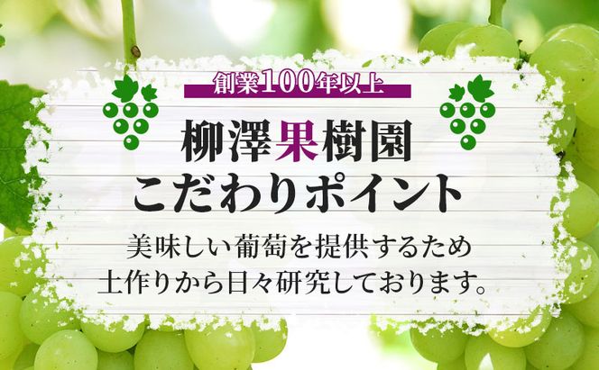シャインマスカット 約1.1kg 房 秀品 YANAGISAWA ぶどう 長野 マスカット ブドウ フルーツ 果物 シャイン【 果物類 】 葡萄 訳あり 