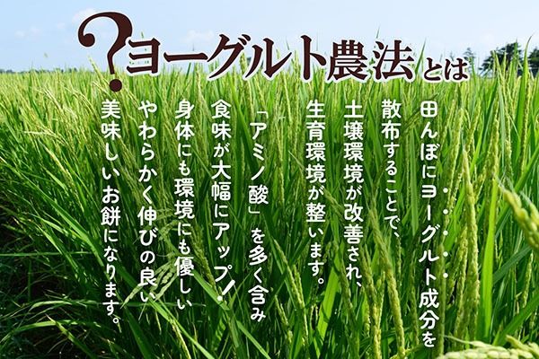 【R9.1月発送】庄内町産 紅白もち 270g×1袋『特別栽培米 でわのもち』使用 先行受付 柔らかく よく伸びる 梅木もち屋 個包装 小さめ ヨーグルト農法 杵つき 丸もち 丸餅 餅 もち 紅白 お祝い【入金期限：2026年12月20日】