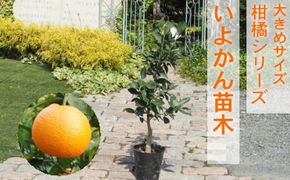 苗木 柑橘苗 大きめサイズ 伊予柑 1本 配送不可 北海道 沖縄 離島 果物の苗木 伊予柑の苗木 植物 庭 ガーデニング むきやすい 食べやすい 