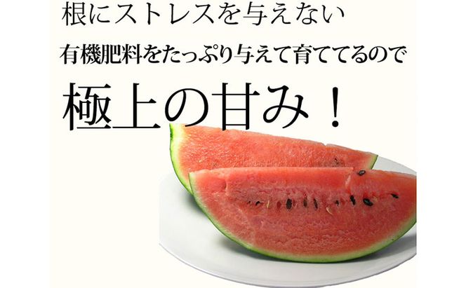 【2026年夏発送】スイカ 2L 1玉 ≪6kg以上≫ 北海道 富良野市 フルーツ 果物 すいか