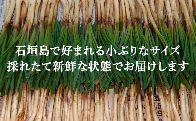 ≪2026年2月下旬～5月下旬発送≫採れたて島らっきょう 2㎏ 【 沖縄県 石垣市 野菜 らっきょう 島らっきょう おつまみ 採れたて 料理 漬物 天ぷら おかぴ農園 産地直送 】OK-03
