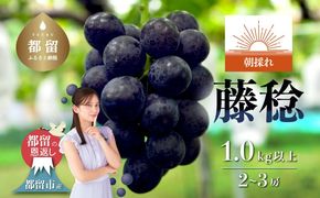 【2026年 先行予約】山梨県都留市産 朝採れ 藤稔 約1.0kg 以上(２~3房）｜山梨 ぶどう 富士稔 フルーツ 先行予約 新鮮