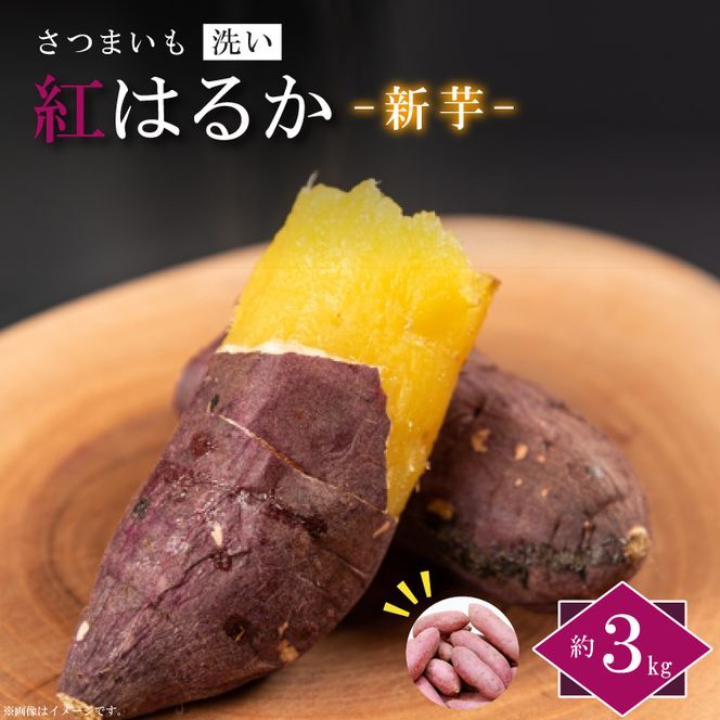 【2026年9月より順次発送】農産物直売所「やさいの声」さつまいも　紅はるか　新芋　洗い　約3kg|さつまいも サツマイモ 紅はるか 洗い 行方市 ふるさと納税(EK-8)
