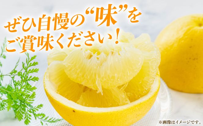 【先行予約】八代特産 晩白柚　秀Lサイズ 2玉 ばんぺいゆ 柑橘 果物 くだもの フルーツ 特産品 熊本県 八代市【2026年12月上旬より順次発送】