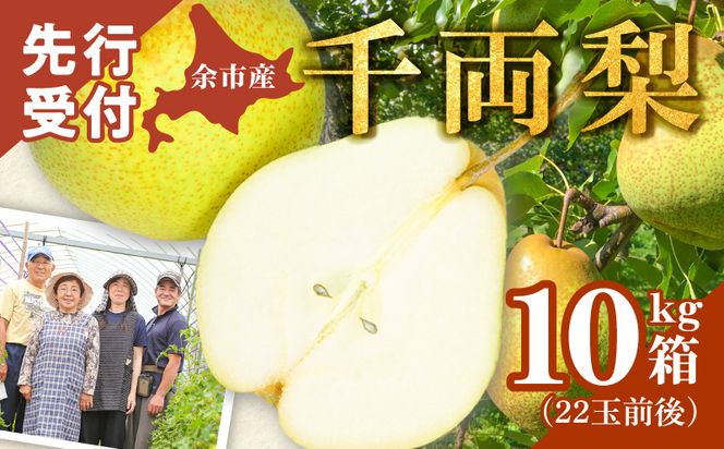 【2026年9月下旬以降発送】千両梨 10kg箱(22玉前後)北海道産 余市町産 シャキシャキとした食感とサッパリとした甘みが特徴 季節限定 千両梨 季節の味覚 10kg 箱 梨 ほぼ余市町でしか生産されていない 果物 フルーツ 贈り物 ギフト フルーツギフト お取り寄せ 北海道 余市町産 送料無料_Y015-0035