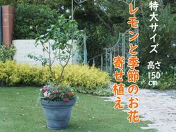 植物 レモン 花 寄植え 特大サイズ レモンの木と季節のお花 寄せ植え ガーデニング 配送不可：北海道、沖縄、離島 